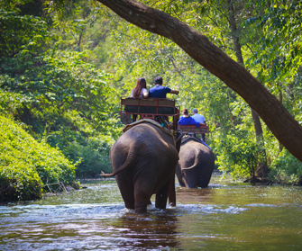 thekkady elephant ride